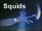 Squids.asf