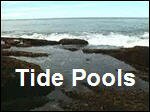 Tide_Pools.asx