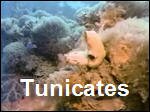 Tunicates.asf