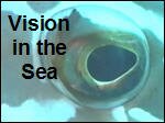 Vision_in_the_Sea.asx